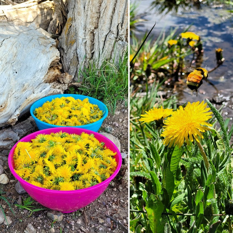 DANDELION Salve {Original Formula}