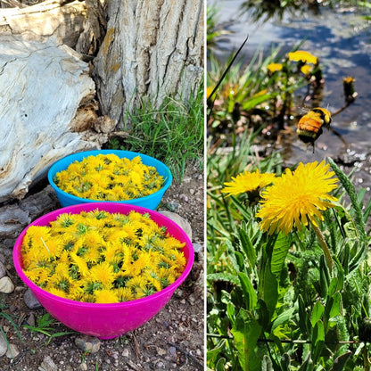 DANDELION Salve {Original Formula}